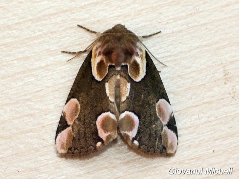 Thyatira batis Drepanidae